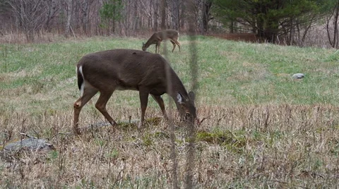 Deer grazing on grass in field Stock Footage 59523194