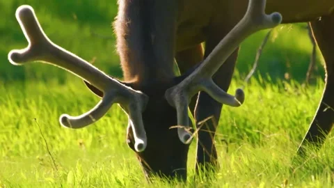 Deer Grazing on Grass Stock Footage 323138756