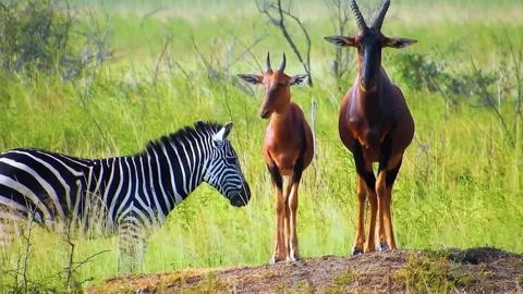 Deer Grazing on Grass Stock Footage 323146059