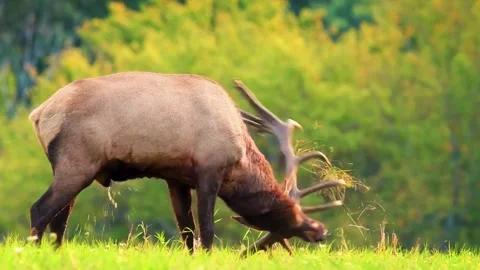 Deer Grazing on Grass Stock Footage 323146086