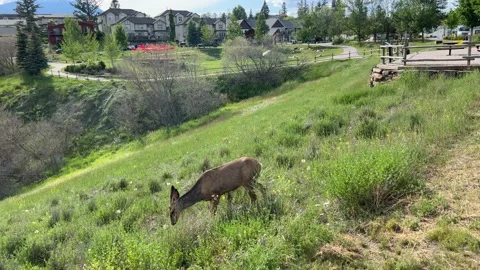 Deer grazing on grass in a middle of a small town. Video stock 202295335