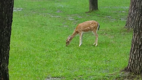 Deer grazing on grass in a park during rainy weather Stock Footage 337814741