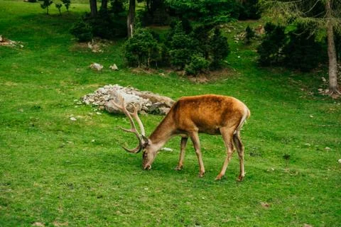 Deer grazing the grass Stock Photos