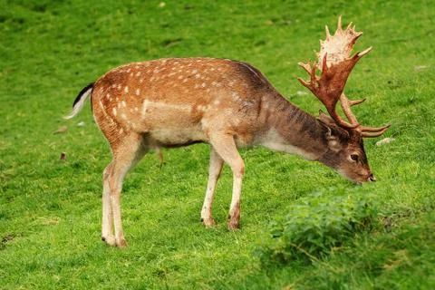 Deer Grazing on the Grass Stock Photos