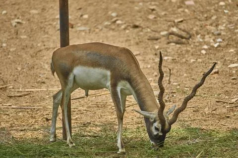 A deer is grazing grass Stock Photos