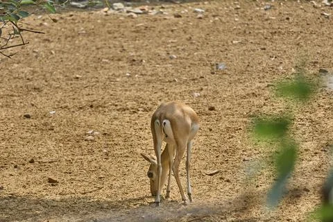 A deer is grazing grass Foto stock