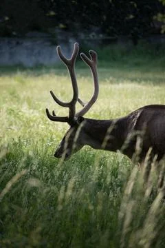 Deer grazing the grass Foto stock
