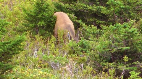 Deer grazing in the green forest Stock Footage 83305094