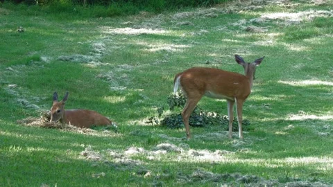 Deer grazing on a green grassy patch, with one walking away  Vídeos de archivo 168189752