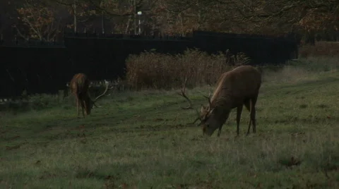 Deer grazing looks at camera Video stock 598936