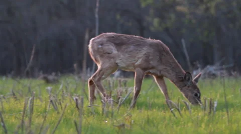 Deer grazing in meadow Stock Footage 49725449