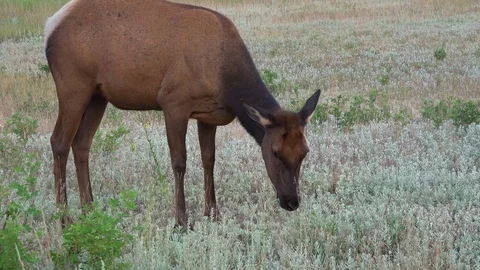 Deer Grazing in Meadow Stock Footage 114666230