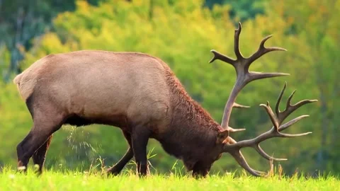 Deer Grazing in Meadow Stock Footage 323140733