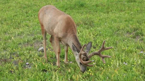 Deer grazing meadow P HD 0529 Stock Footage 10598862