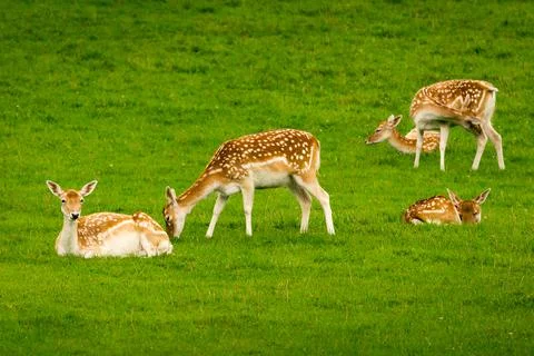 Deer grazing in a meadow Stock Photos
