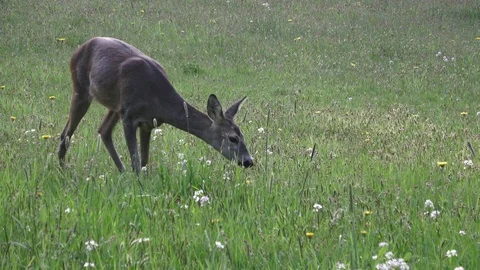Deer grazing on a meadow. Wildlife scene from nature. Stock Footage 91977259
