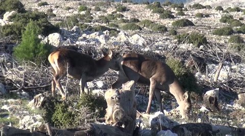 Deer Grazing on the Mountain Видео 63048044