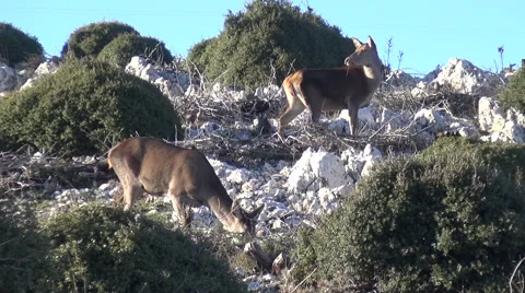 Deer Grazing on the Mountain Stock Footage 63048200