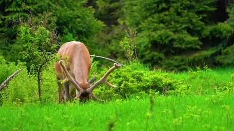 Deer Grazing Near Tree Stock Footage 323141194