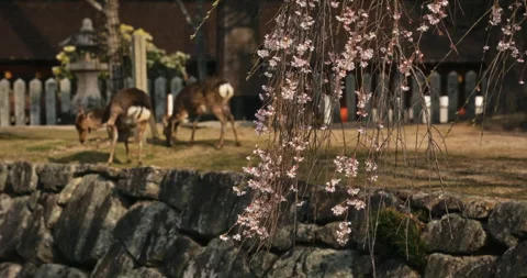 Deer Grazing Near Weeping Cherry Blossom at Japanese Shrine Stock Footage 344230759