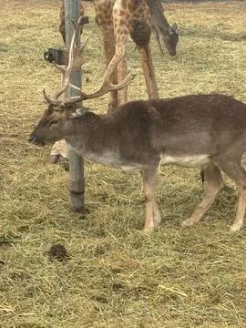 Deer grazing next to giraffes. Stock Photos