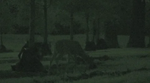 Deer Grazing at Night 2 Stock Footage 8519643