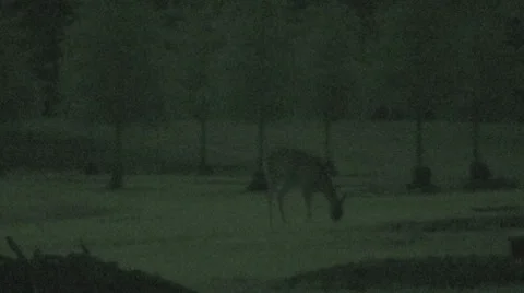 Deer Grazing at Night 3 Stock Footage 8519622