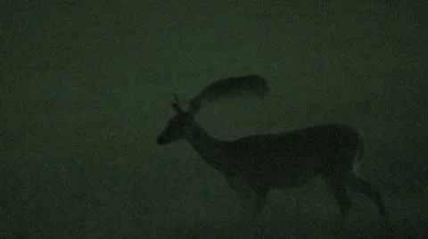 Deer Grazing at Night 4 Stock Footage 8519616