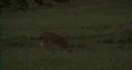 Deer Grazing At Night HD Footage