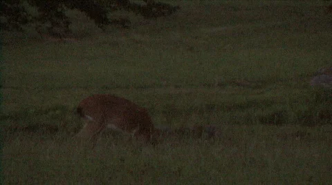 Deer Grazing At Night Video stock 270084