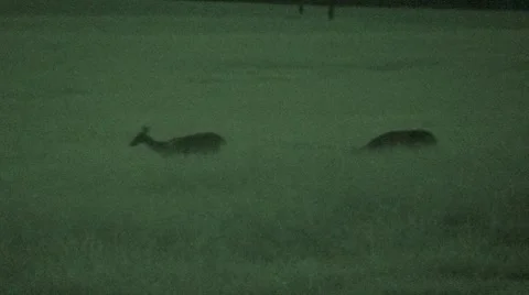 Deer Grazing at Night Stock Footage 8519656