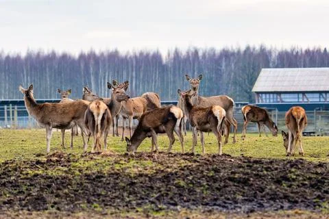 Deer Grazing in an Open Field with a Structure and Leafless Trees Stock Photos