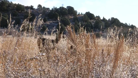 Deer grazing at the park Stock Footage 257424304