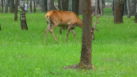 Deer grazing in a park surrounded by trees during the afternoon Stock Footage 337964138