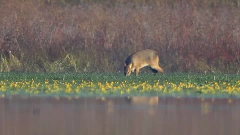 Deer Grazing Peacefully in a Meadow Stock Footage 326562438