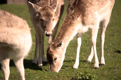Deer Grazing Stock Photos