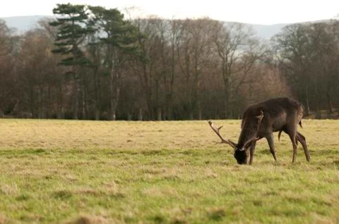 Deer grazing Stock Photos