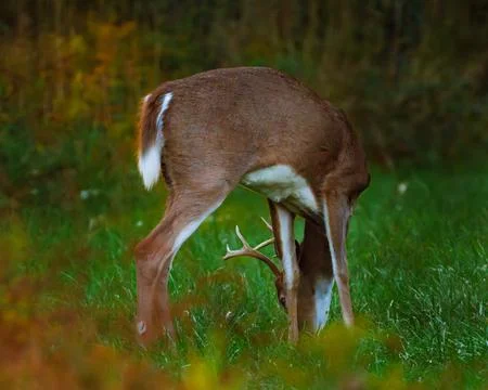 Deer Grazing Stock Photos