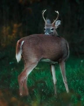 Deer Grazing Stock Photos