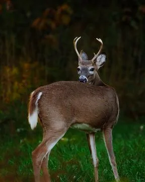 Deer Grazing Stock Photos