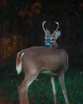 Deer Grazing Stock Photos