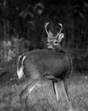 Deer Grazing Stock Photos