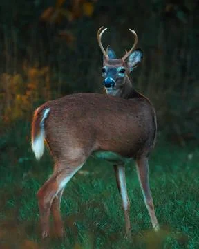 Deer Grazing Stock Photos