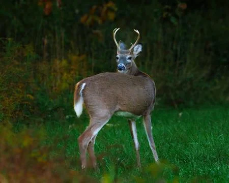 Deer Grazing Stock Photos