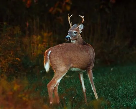 Deer Grazing Stock Photos