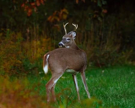 Deer Grazing Stock Photos