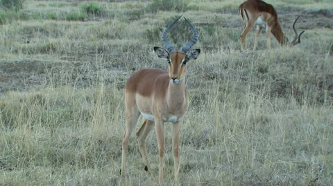 Deer grazing in ranch Stock Footage 54590452