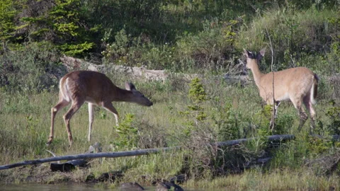 Deer grazing by a riverside during sunset near Jasper, Alberta. Stock Footage 206822036