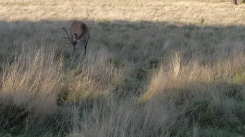 Deer grazing in the shadows Stock-Footage 148396950