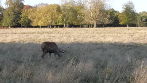 Deer grazing in the shadows Stock-Footage 148397107